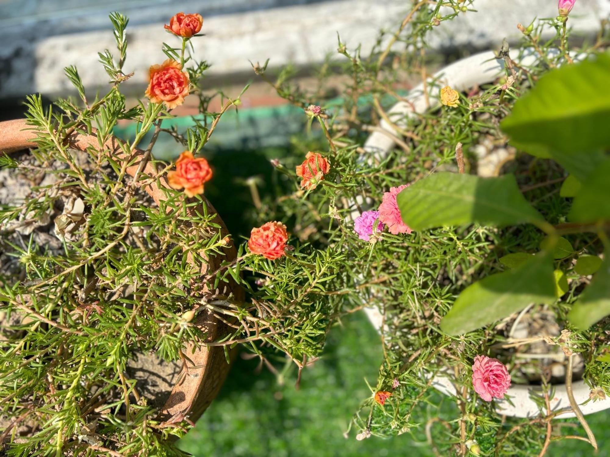 Good Morning Hoi An Homestay And Hostel Ngoại thất bức ảnh